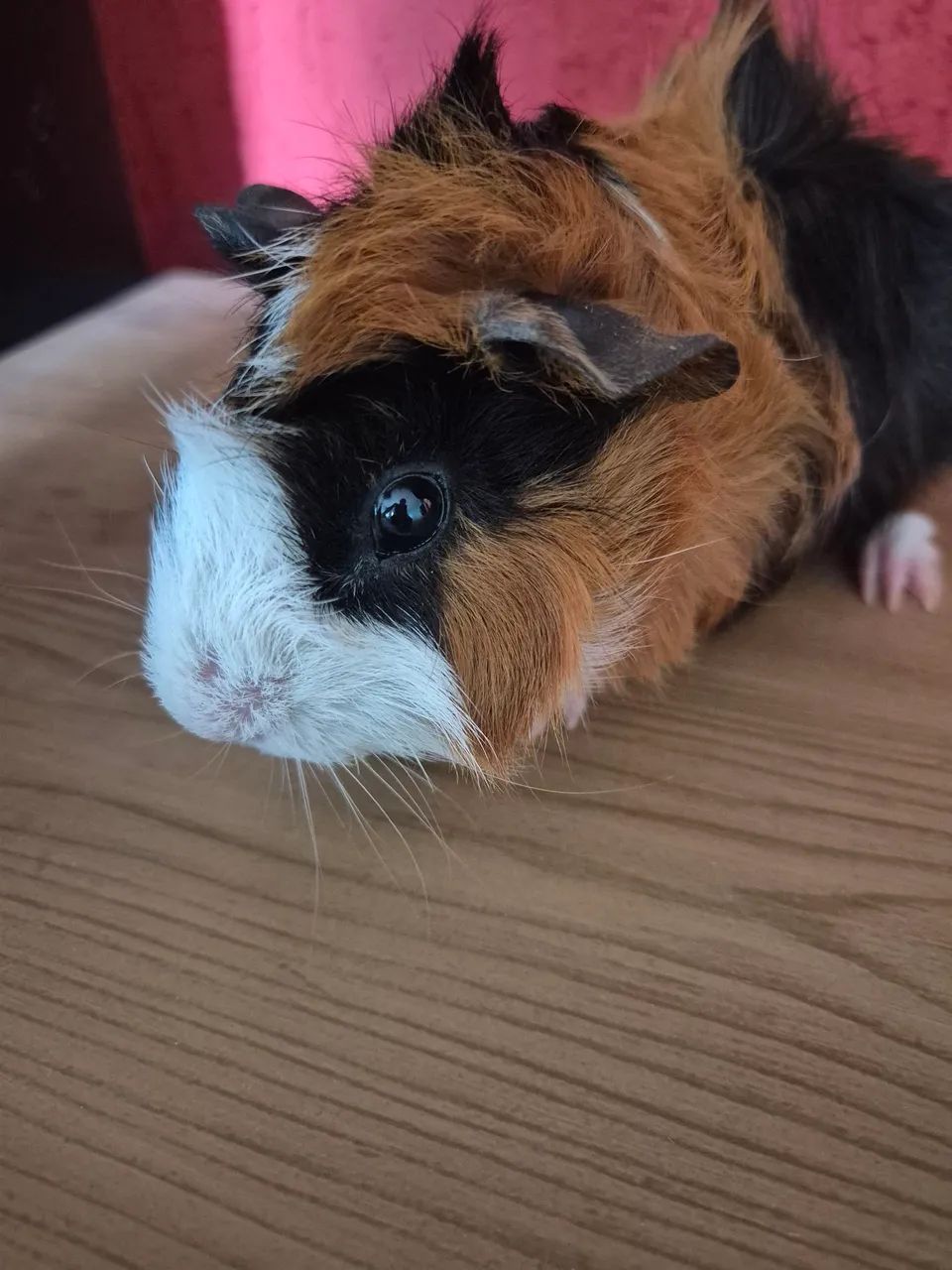 Porquinho da india
