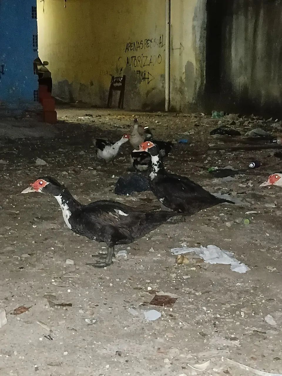 pato e patas grandes e saudáveis  - Foto 4