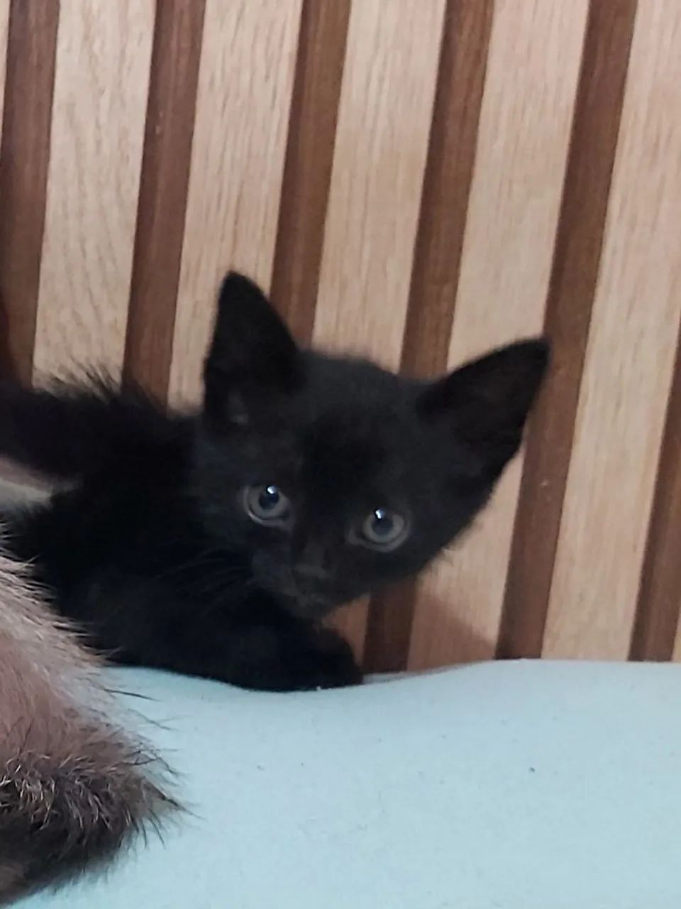 Doação de gatinhos - Foto 3