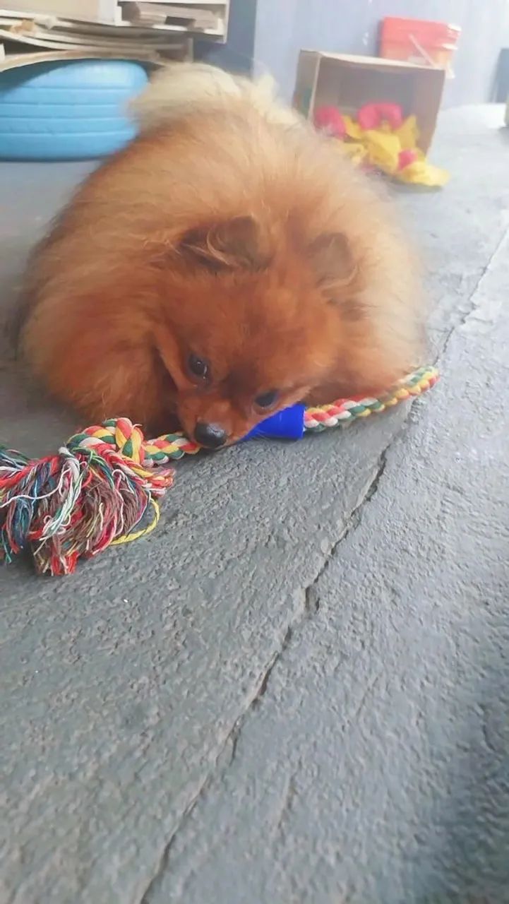 Spitz alemão  ursinho. - Foto 3