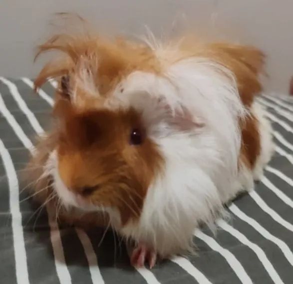 Porquinhos da Índia  - Foto 2