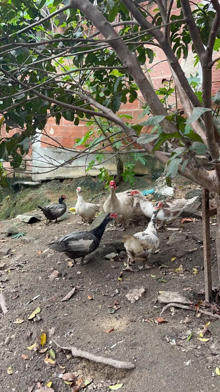 Patos - Foto 2