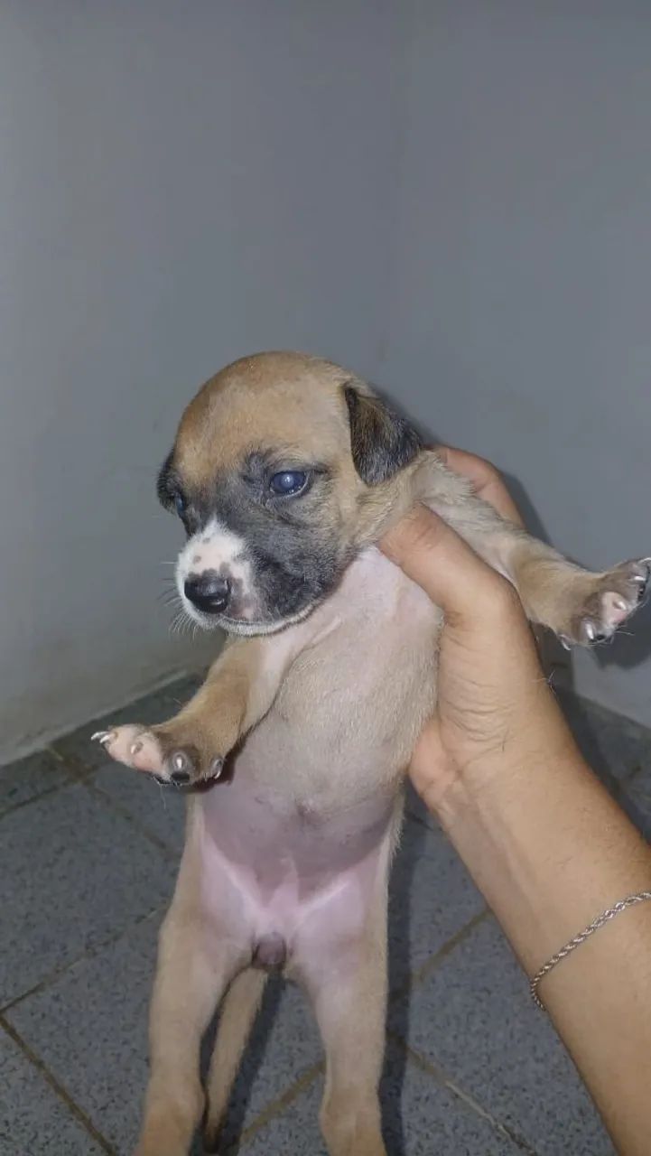 Adoção  - Foto 2
