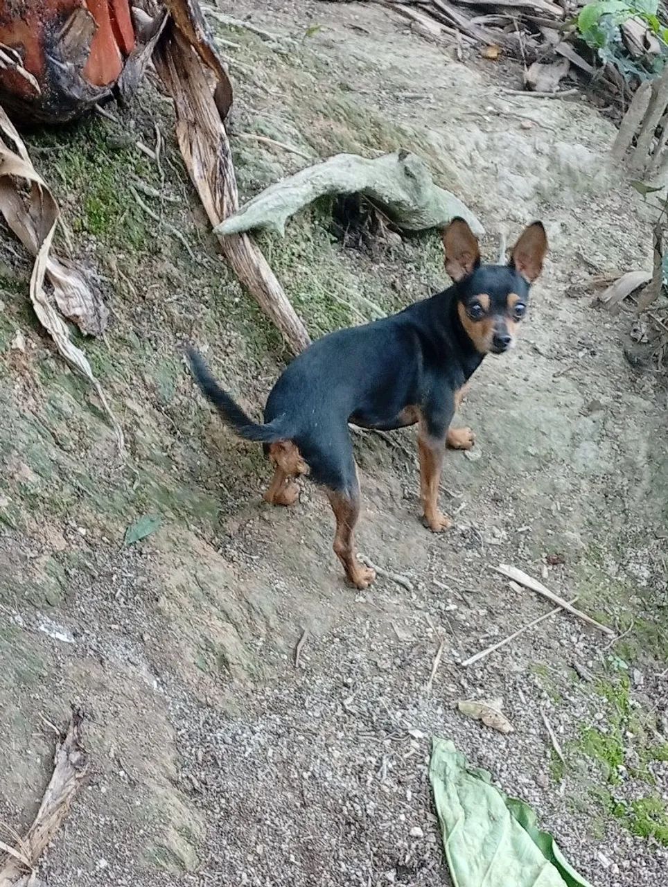 Vendo este terreno com casa - Foto 3