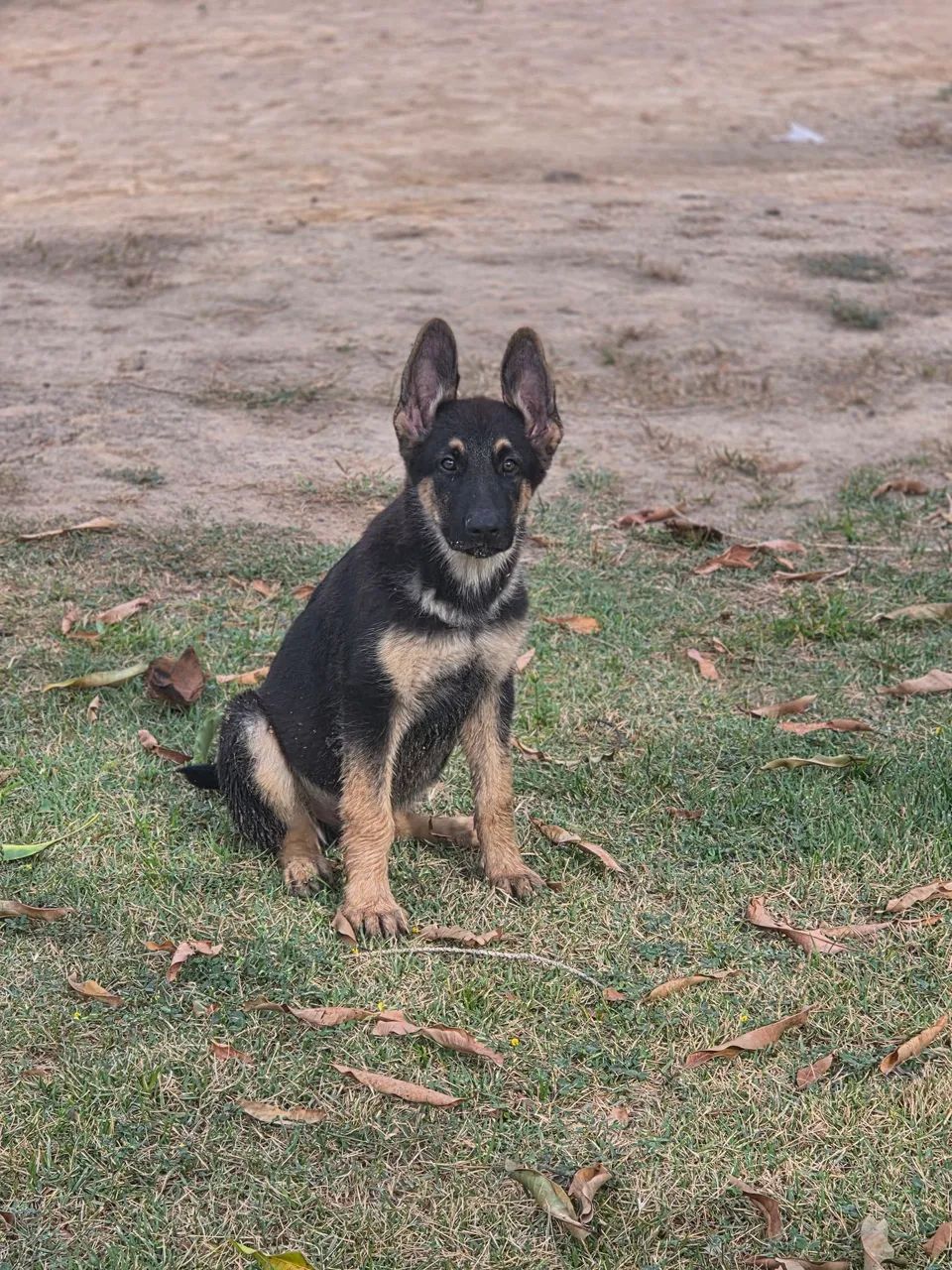 Pastor Alemão Policial - Foto 3