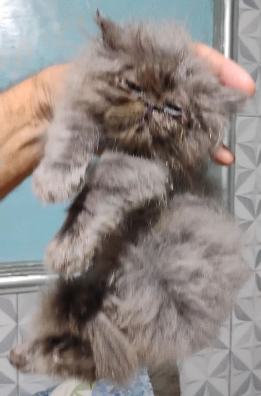 Gatos Persas  - Foto 5