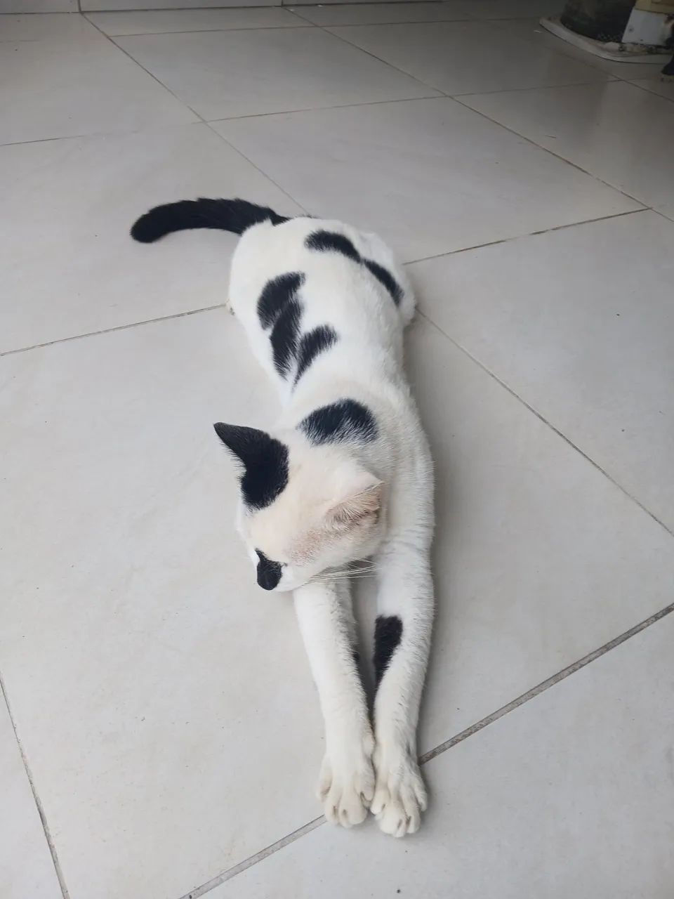 Doação de pet - Foto 2