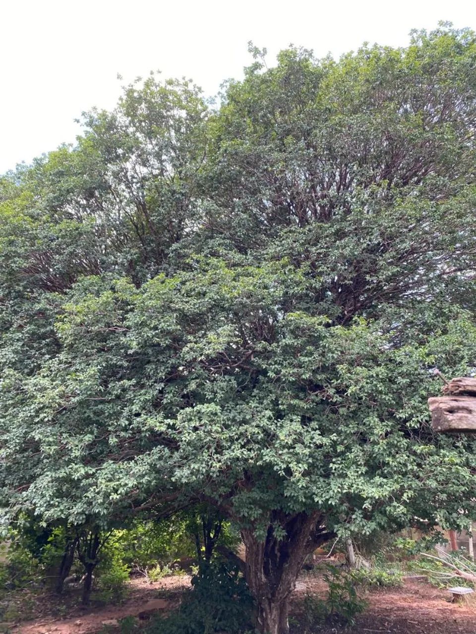 Jaboticabeira Sabará - Foto 3