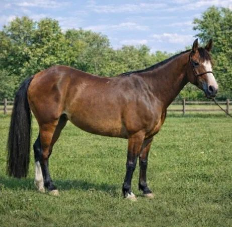 Égua crioula pura Registrada DOMADA - Foto 3