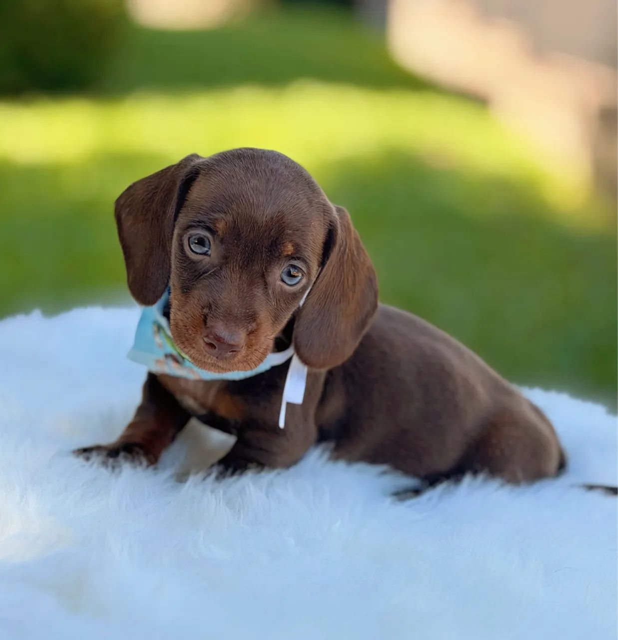 Dachshund Filhotes Linguicinha Salsichinha - Foto 3