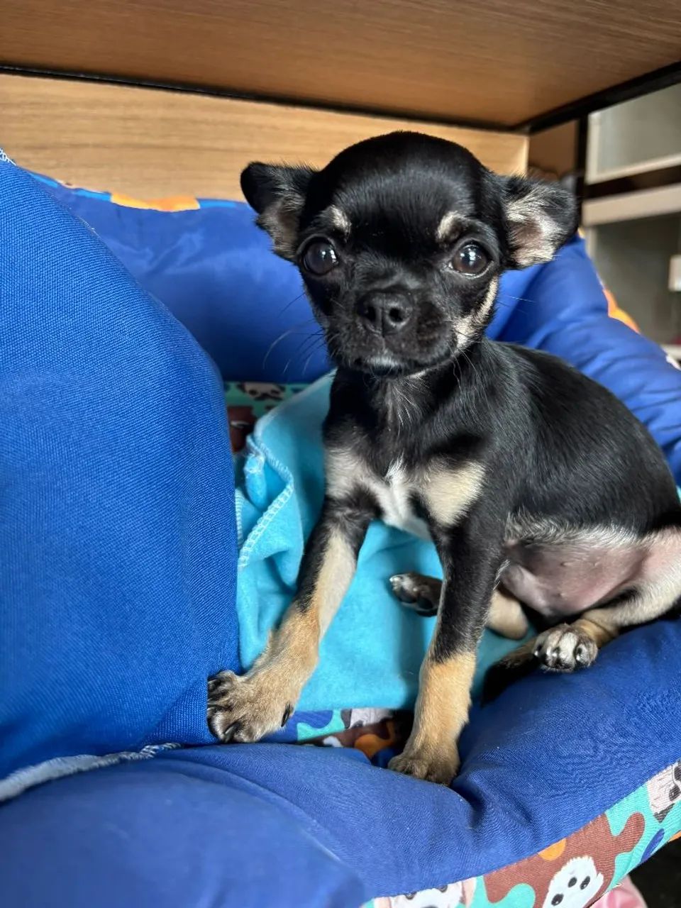 Chihuahua macho com pedigree. - Foto 4