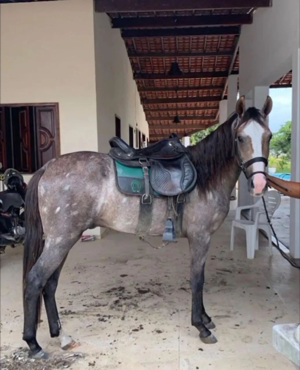  Cavalo Mangalarga  - Foto 2