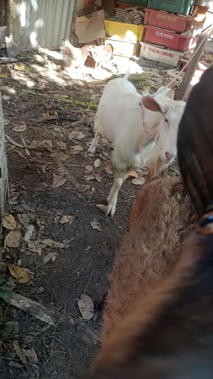 Cabra de leite  - Foto 3