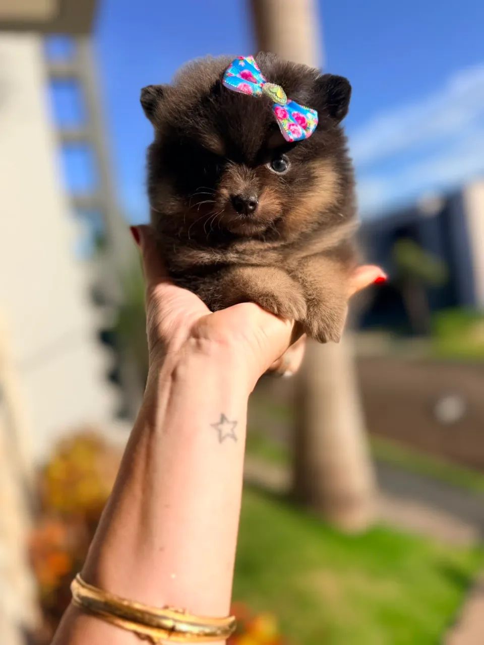 Feminha Spitz alemão Anazinha - Foto 2
