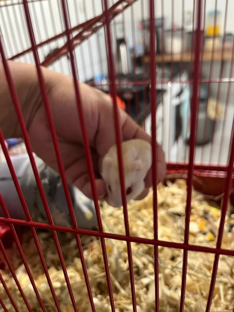 Animais - Foto 2