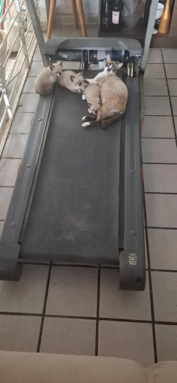 Doação Pet com amor