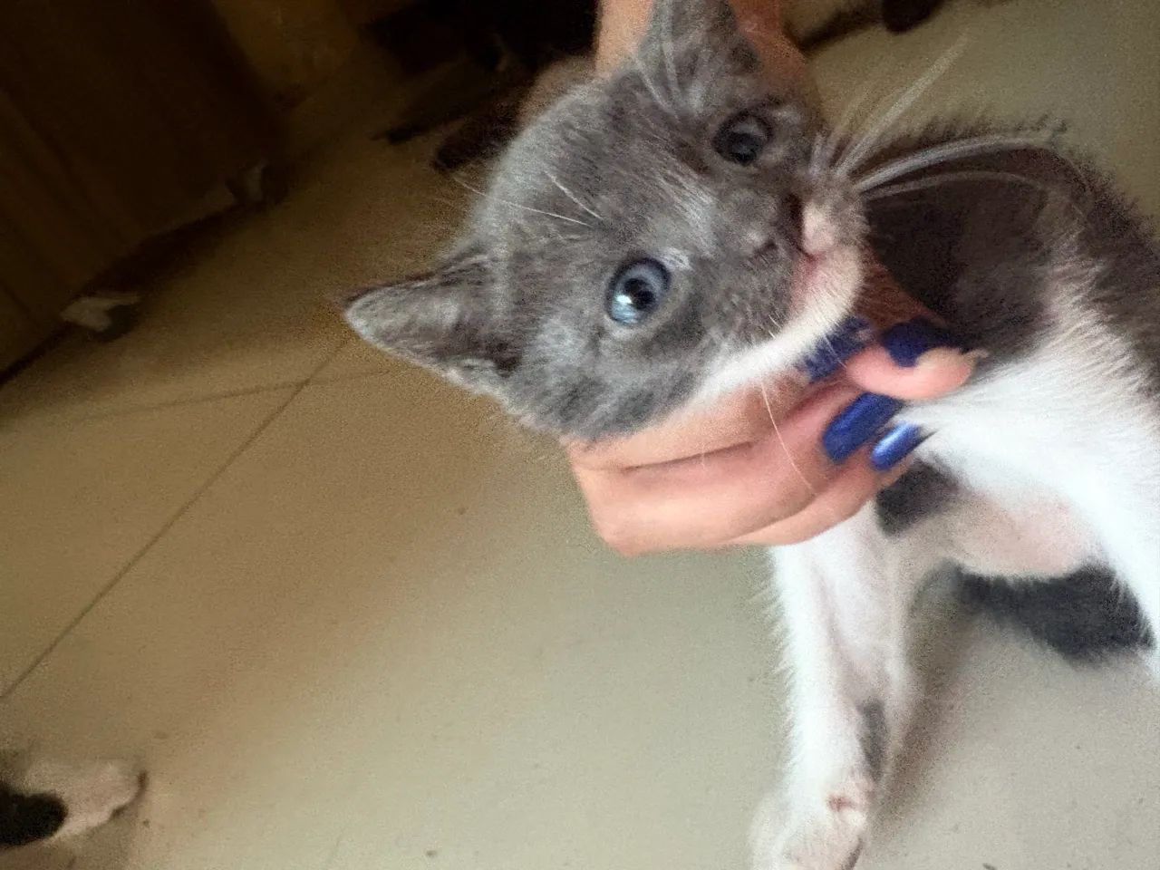 doação de gatos - Foto 5