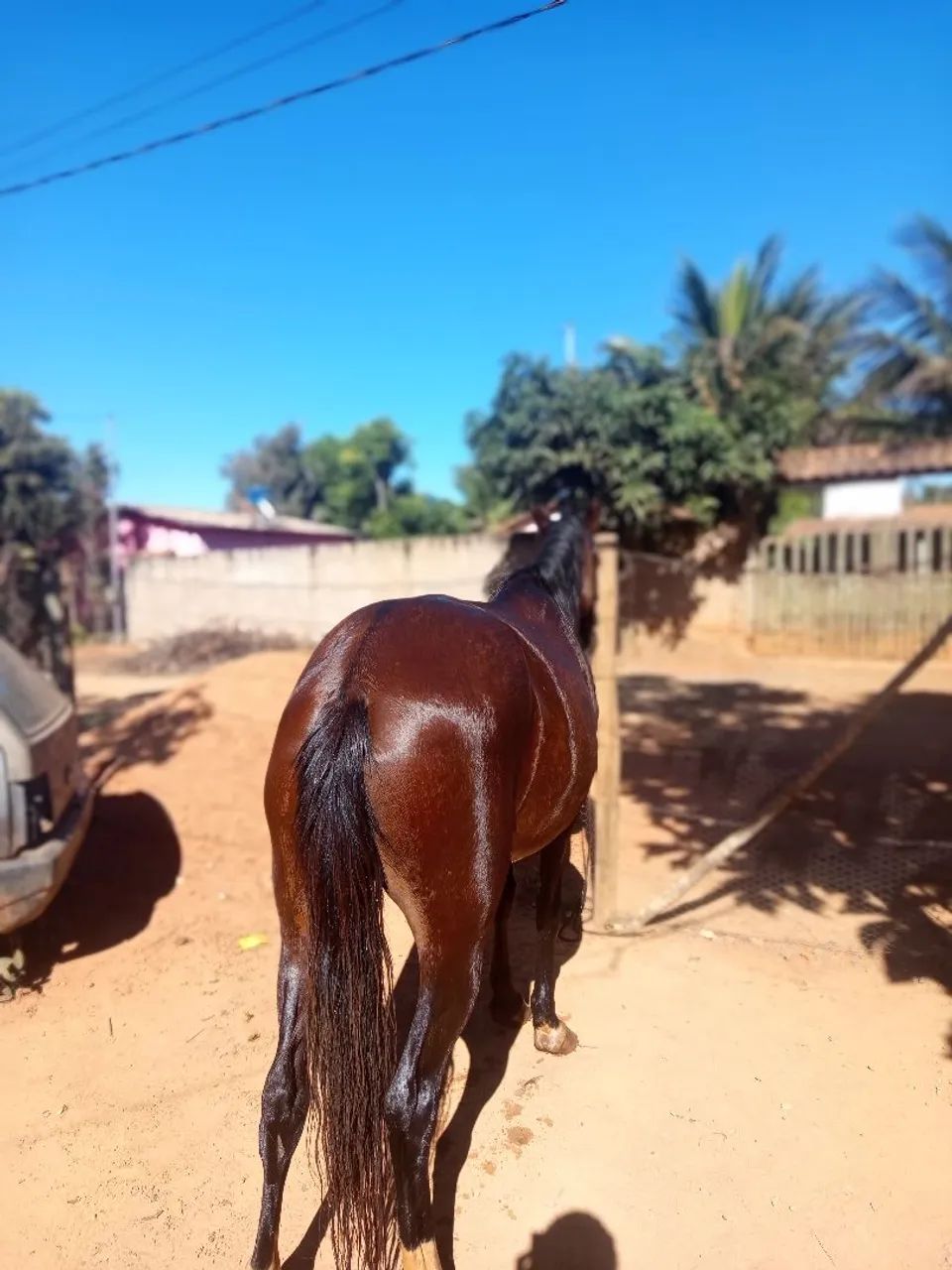 Égua prenha - Foto 2