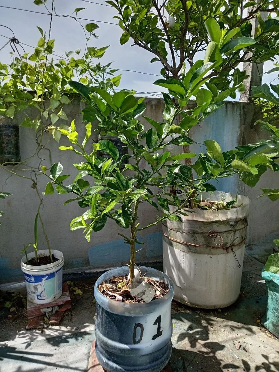 Mudas de Laranja Lima - Foto 4