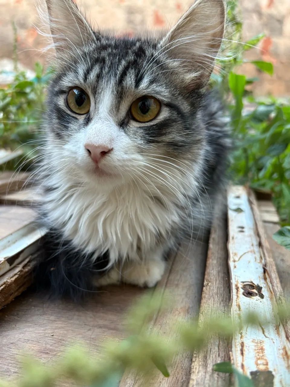 Doação de Gatos - Foto 4