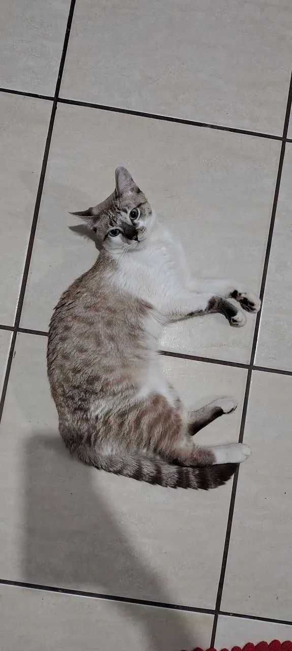 Doa-se gato  - Foto 3