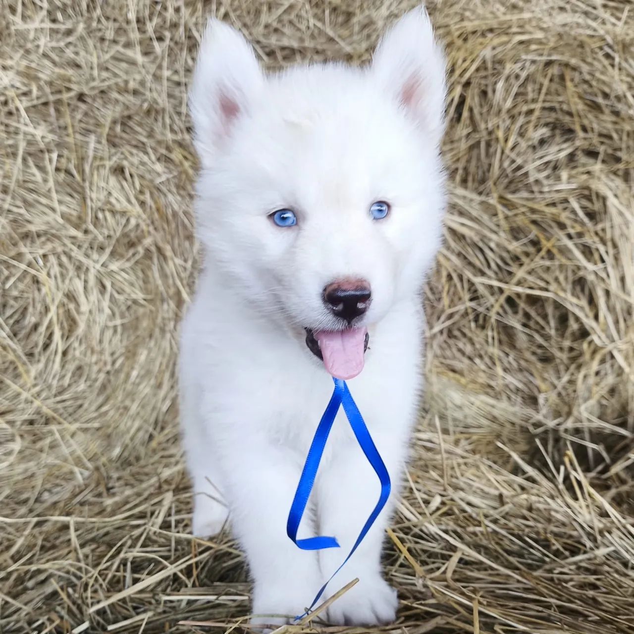 Husky siberiano  - Foto 4
