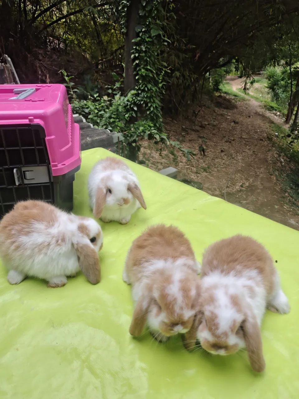 Coelhos  - Foto 4