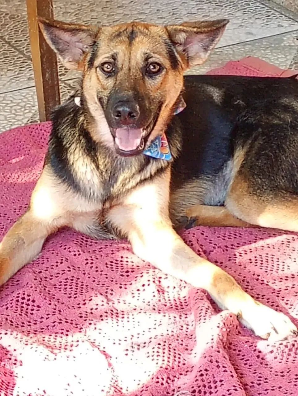 Animais de estimação