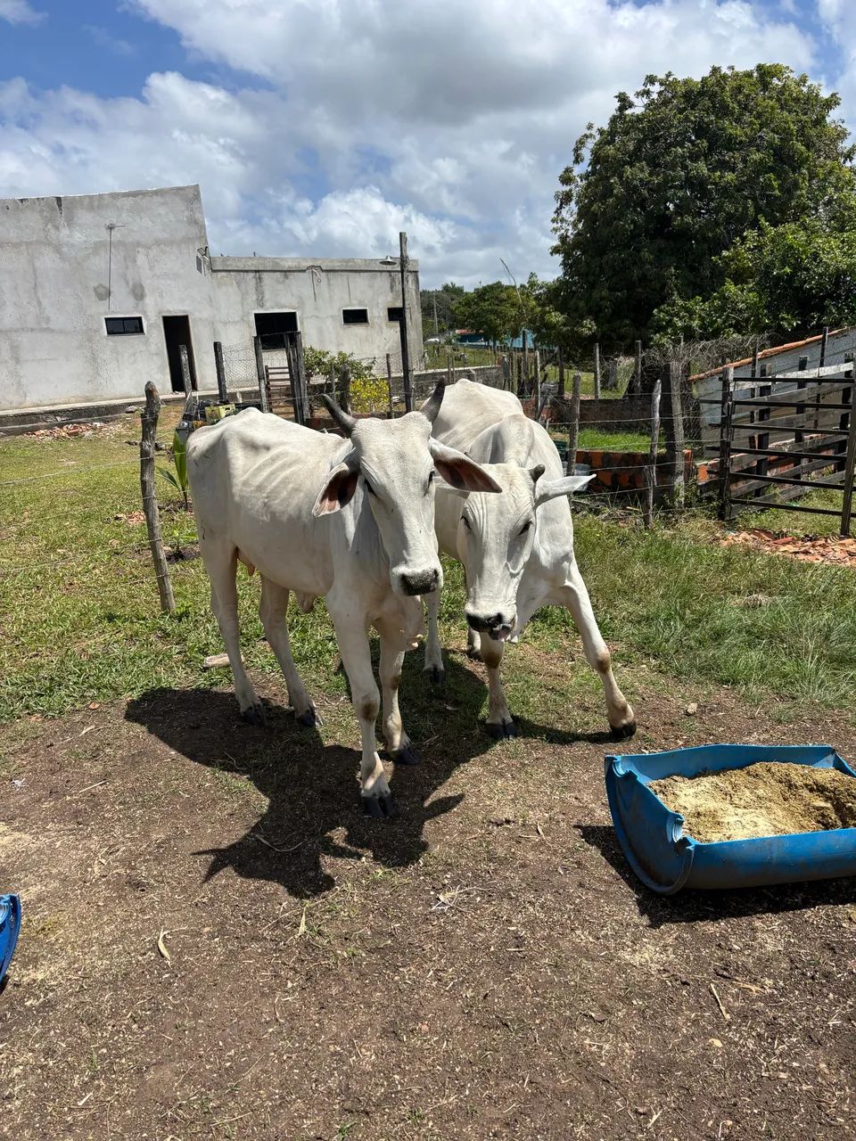 Vacas - Foto 5