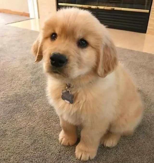 Filhote de Golden Retriever - Foto 2