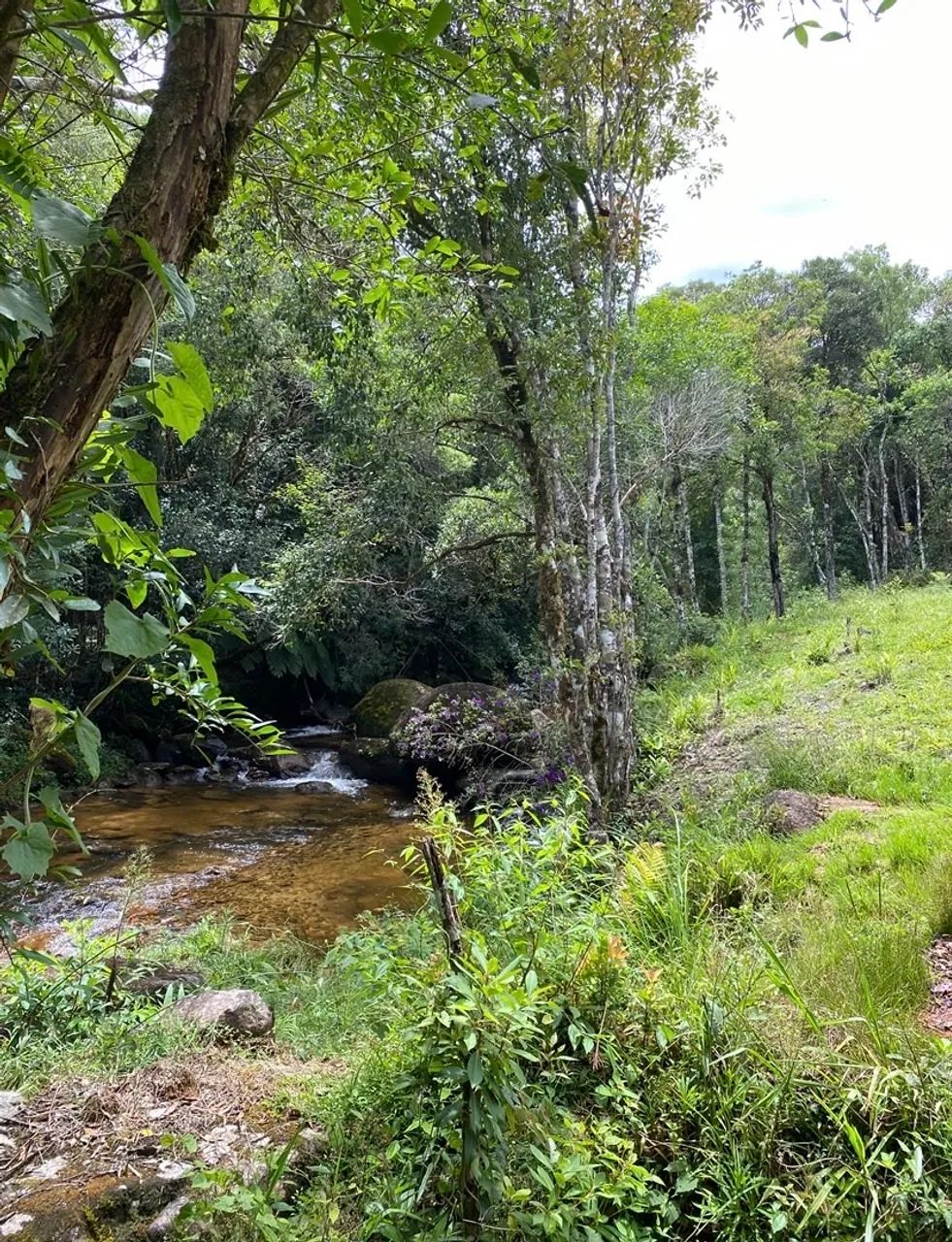 SÍTIO À VENDA - ANITÁPOLIS/SC - Foto 2