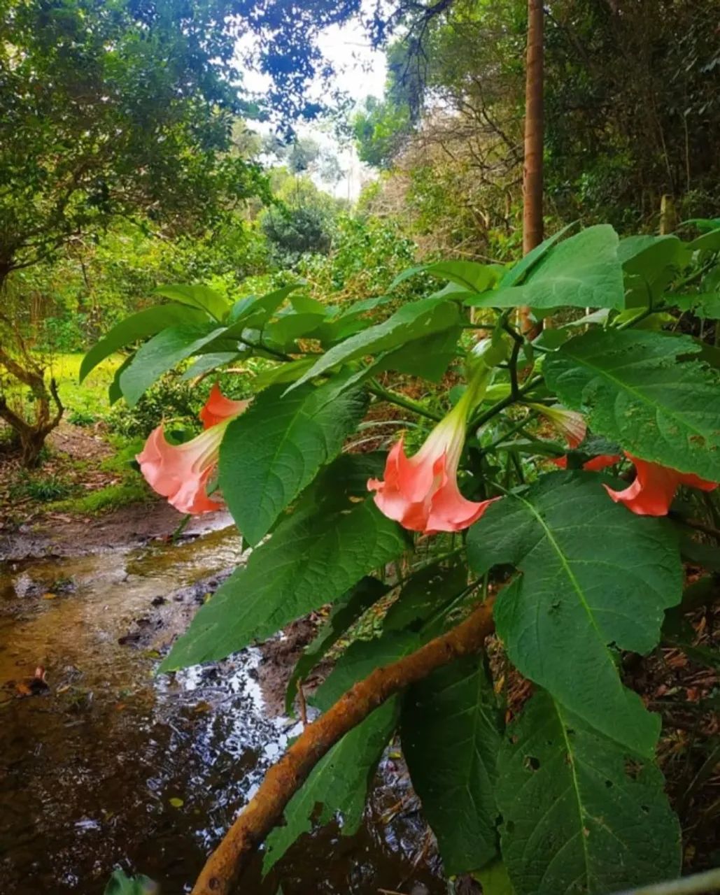 Linda casa na beira da Floresta - Foto 4