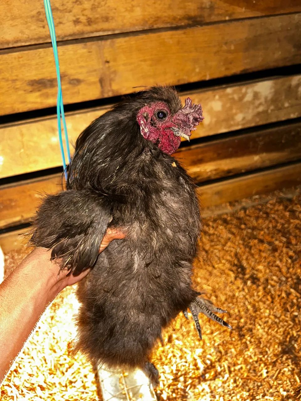 Troco Galo sedoso  - Foto 3