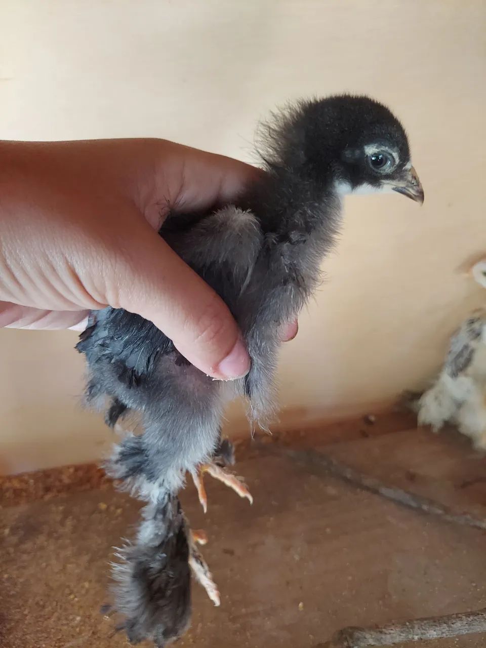 Pintinho Brahma 1 mês  - Foto 2