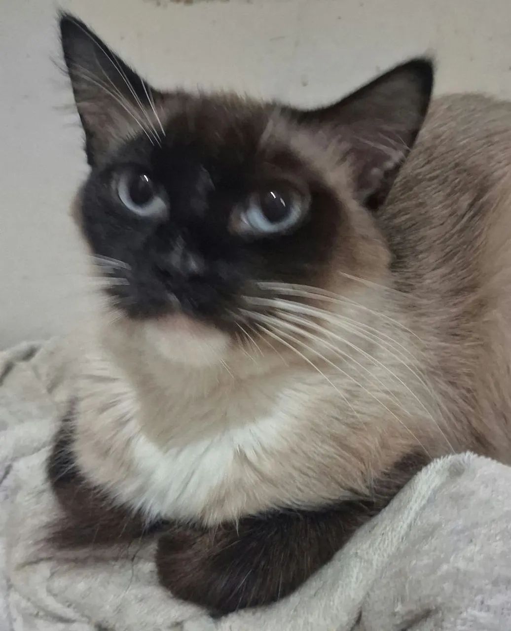 Gata para doação