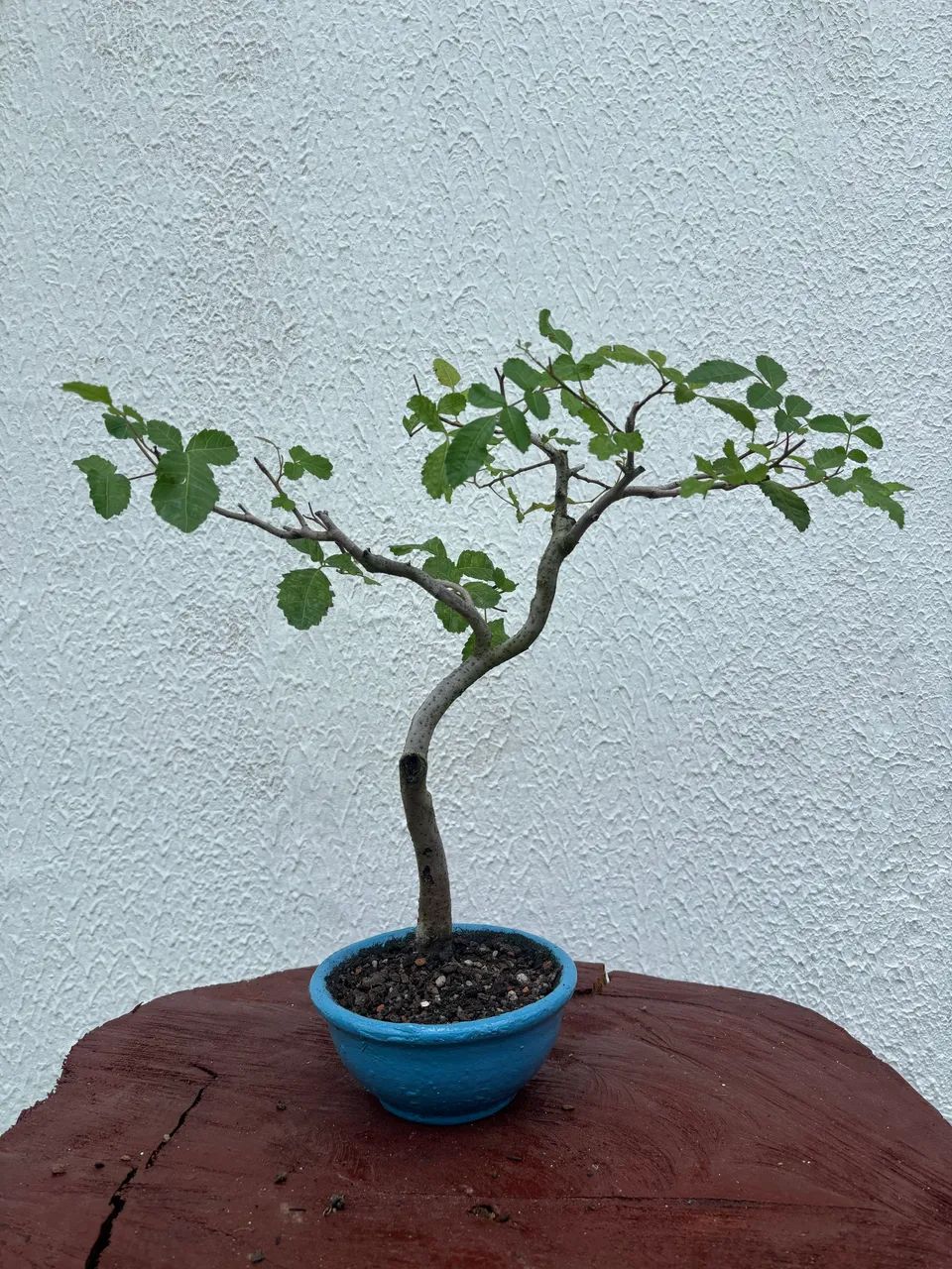 Bonsai de Aroeira  - Foto 2