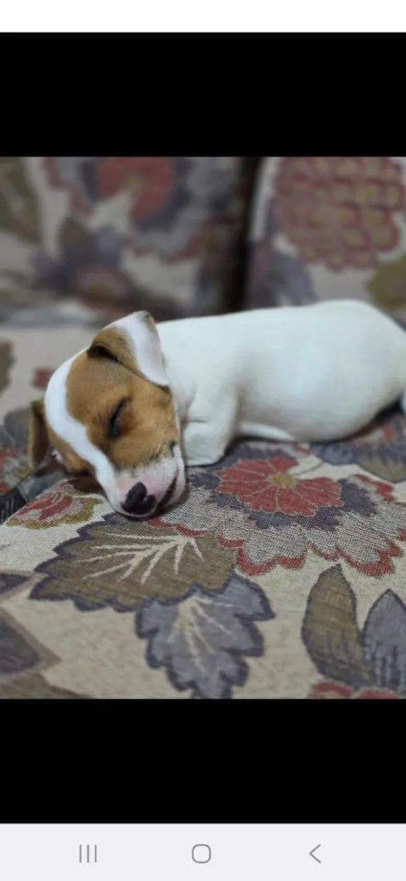 Jack Russell Terrier  - Foto 3