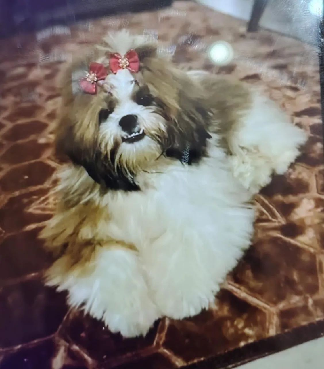 Cachorro Shitzu 