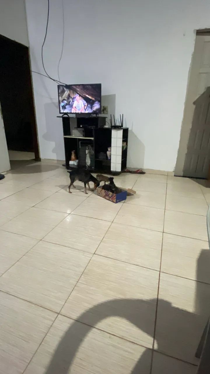 Pinscher filhote macho - Foto 4