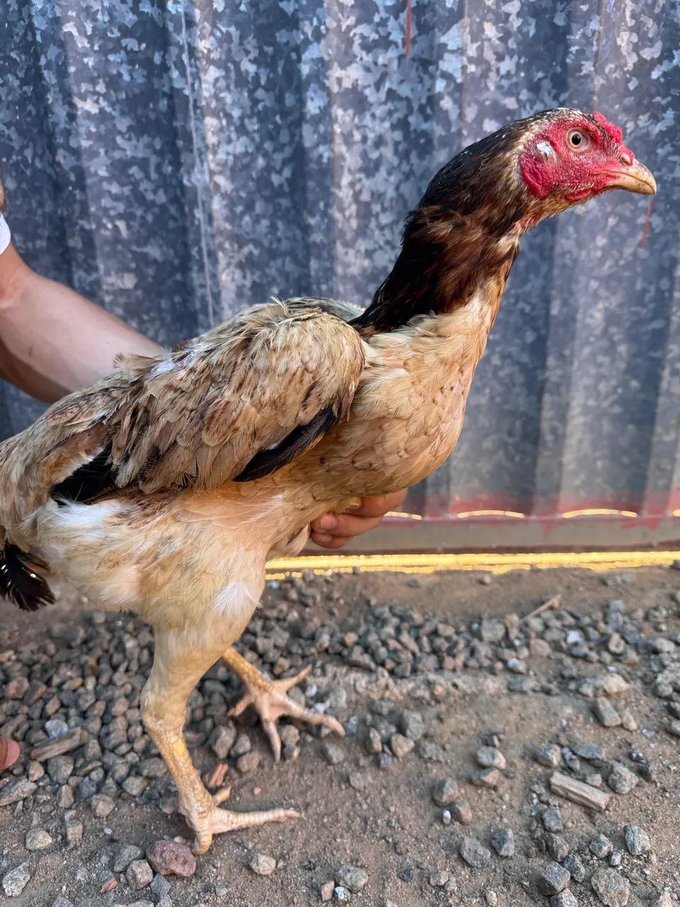 Galinhas raça índio  - Foto 4