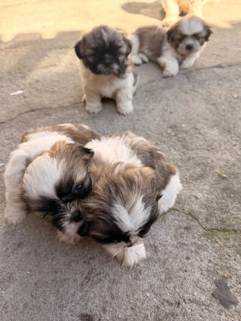 Cachorro 