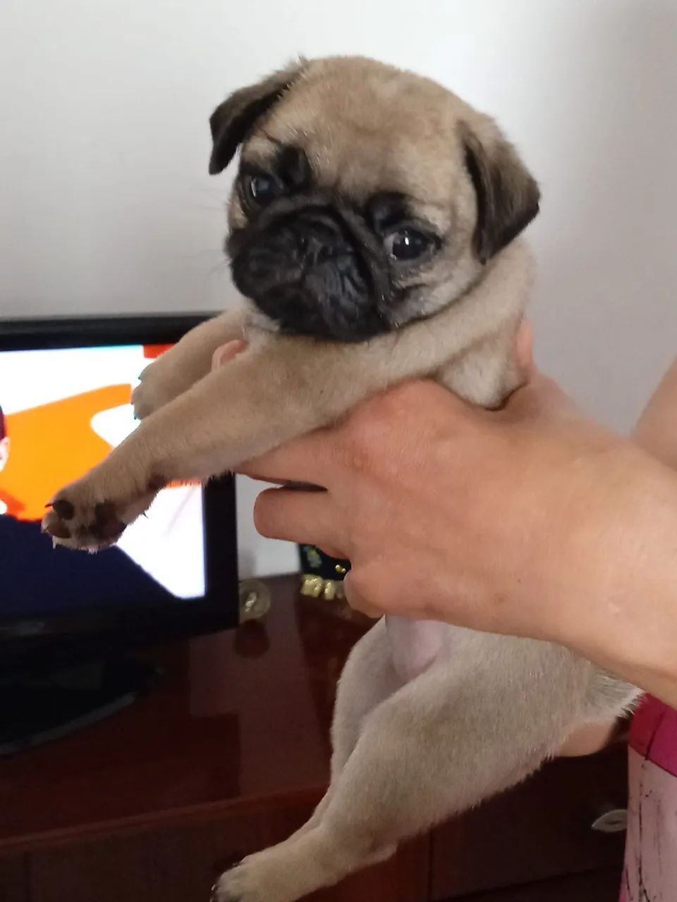 Cachorro pug - Foto 2