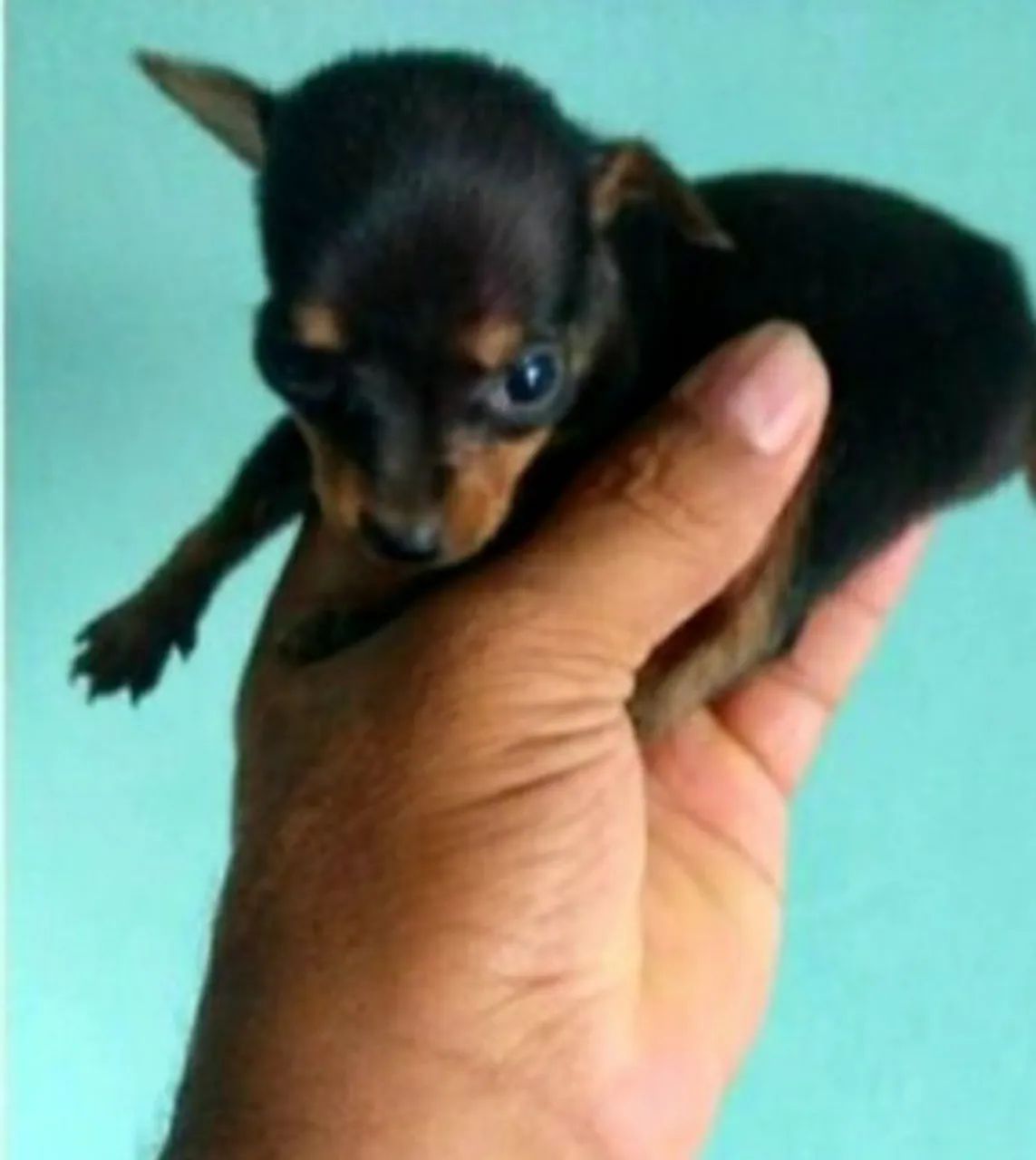 Pinscher 0 disponível  - Foto 2