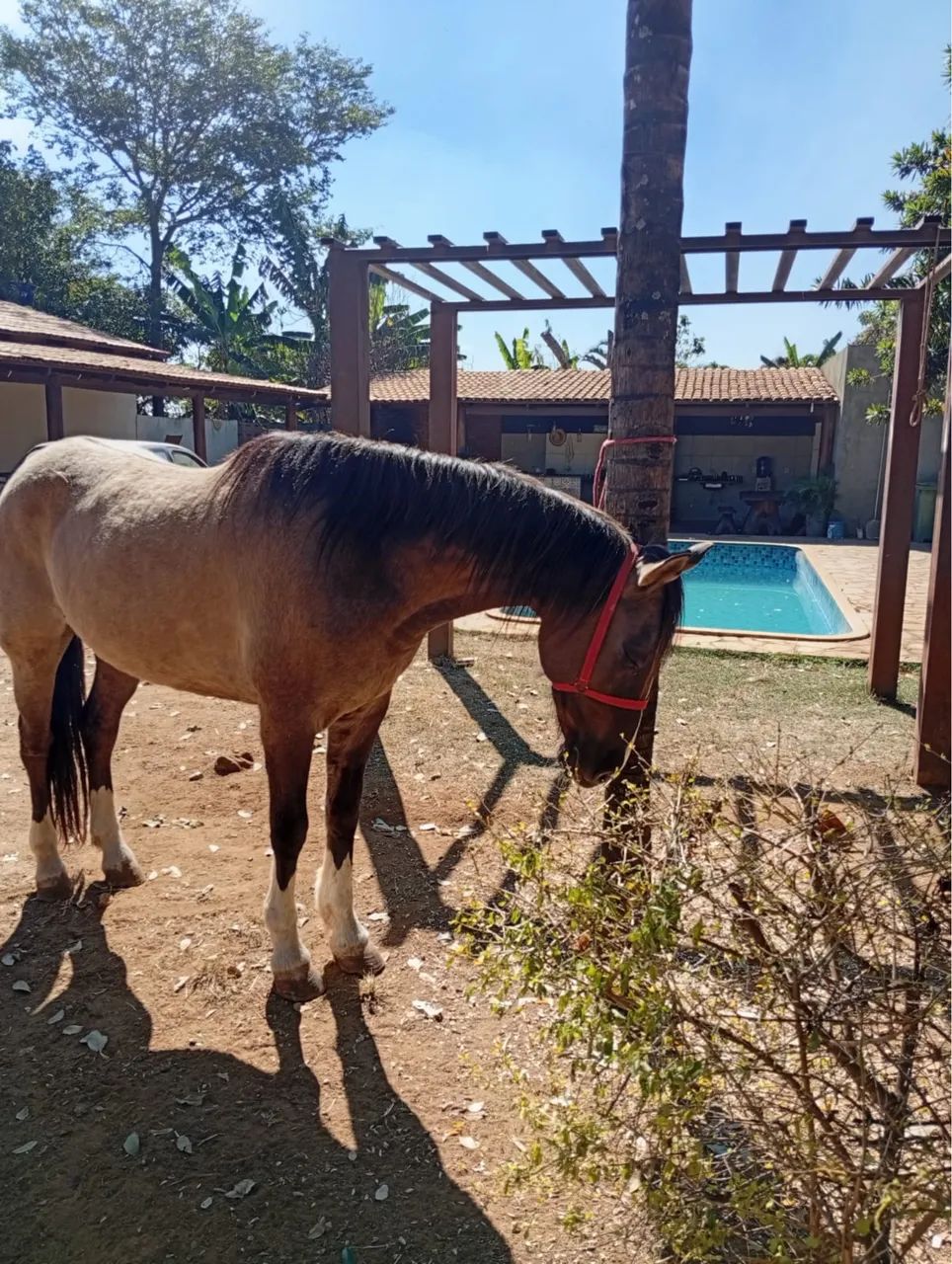 Cavalo  - Foto 3