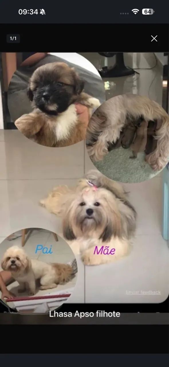 Filhote Lhasa Apso - Foto 4