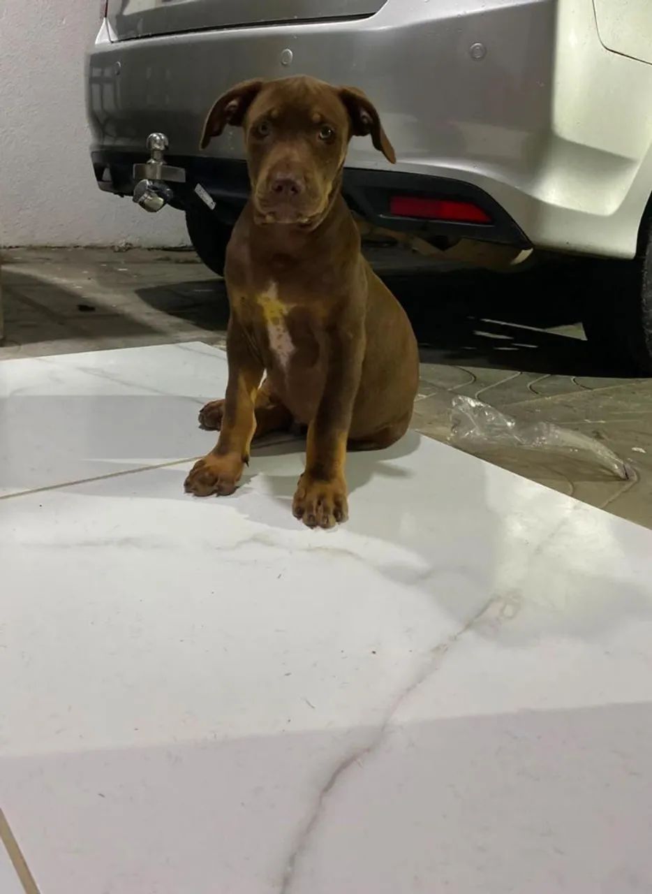 Pitbull 