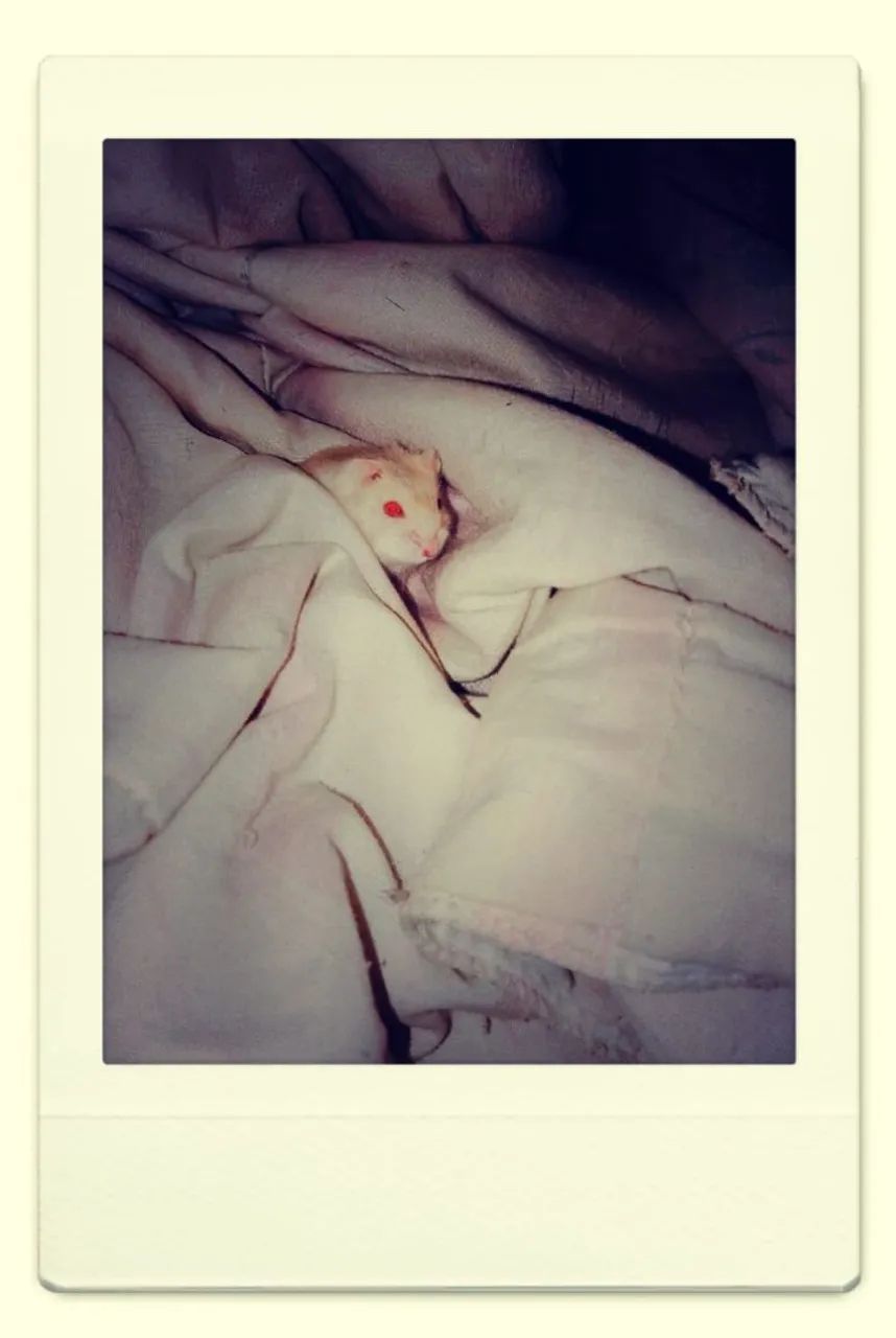 Hamster  - Foto 2