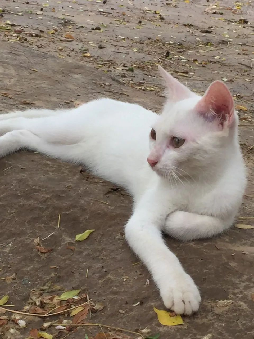 Adoção  - Foto 4