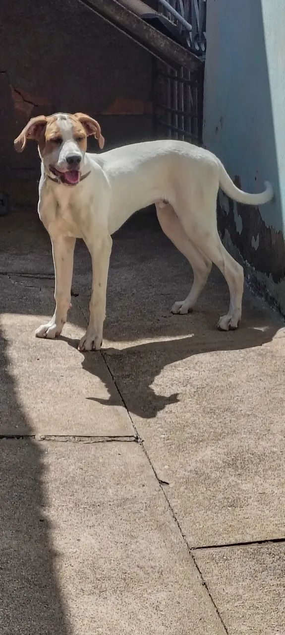 Doação de cachorro  - Foto 5