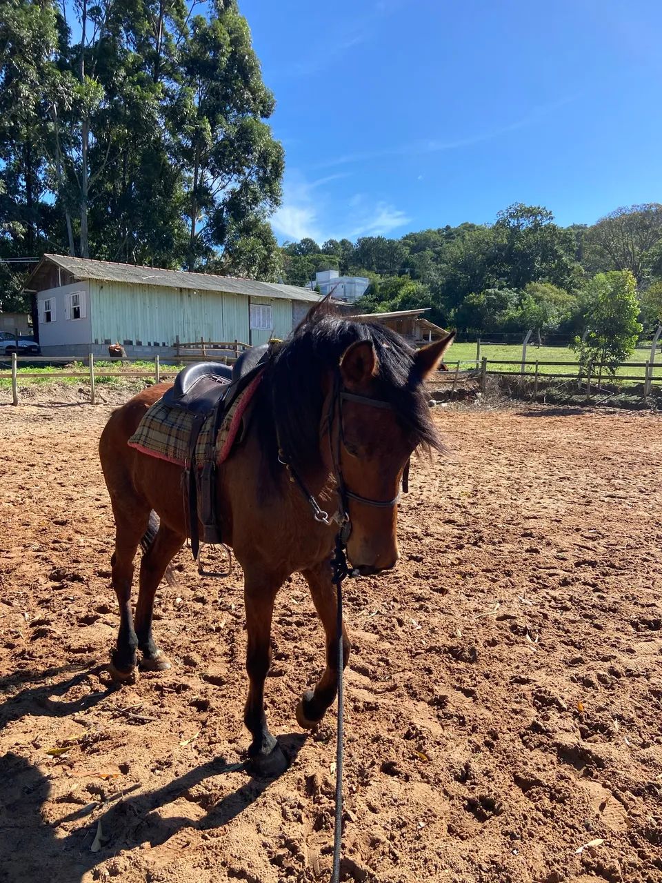 Cavalo mangalarga  - Foto 3